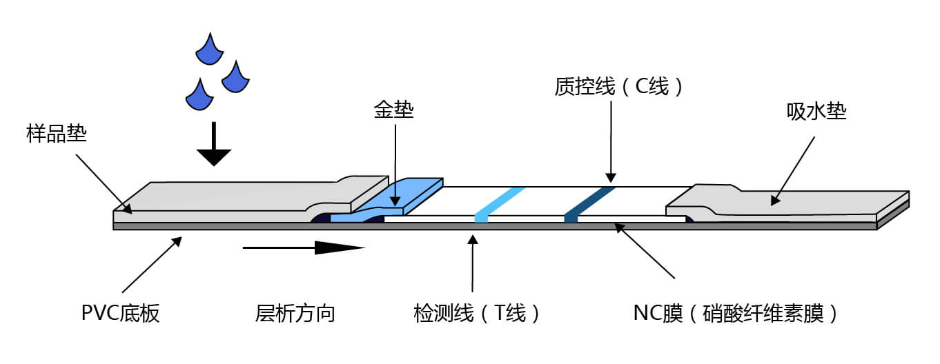 膠體金檢測(cè)平臺(tái)