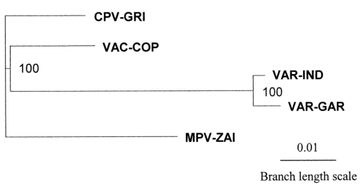 MPV、VAR、CPV、VAC末端可變基因組序列系統(tǒng)發(fā)育樹分析